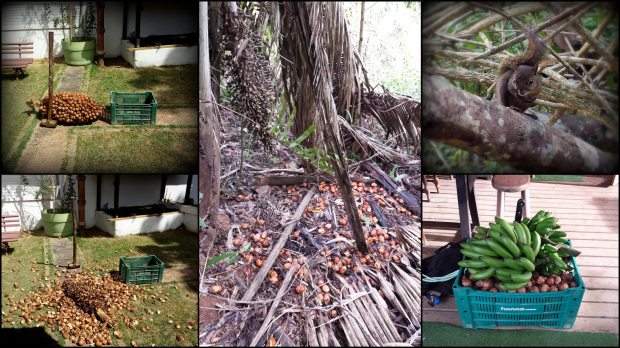 (left top) collected coconut bunch, (left bottom) after some good hammering, (middle) older nuts falling, (right top) squirrel looking for the nuts, (right bottom) box full of nuts collected from the floor