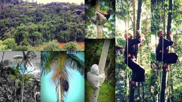 (top left) our Juçara filled forest; (bottom left) one of the first & biggest branches we got; (top middle) me climbing; (bottom middle) Antonio exercising on a Juçara trunk; (right) Antonio climbing with a machete to clean obstacles on his way up