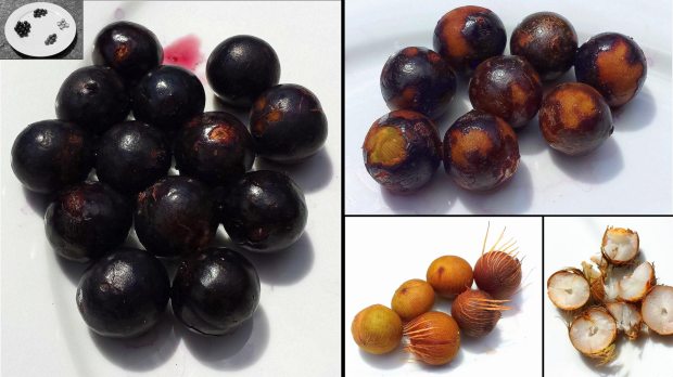 (left) Juçara coconuts; (top right) partially removed outer layer; (bottom middle) the inner part; (bottom right) the hard inside coconut meat