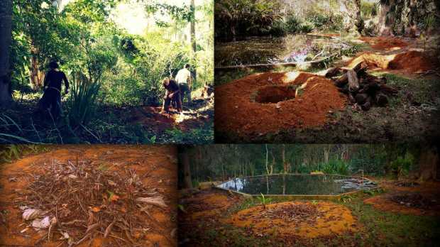 (left top) António digging with our lovely WWOOFers; (right top) banana circles dug out all around our pond to create a mandala; (left bottom) the banana circle water holes are covered; (right bottom) just six weeks later most bananas have sprouted