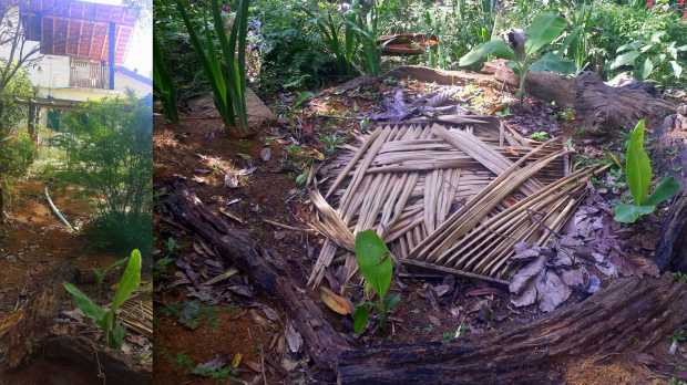 (left) at the top was our washing machine from where we put a pipe to our banana circle; (right) in the middle is the hole where the washing machine water goes into & around it are our bananas growing