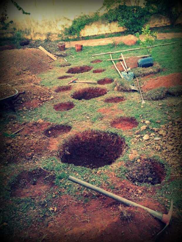 our very own crop circles ... creating our second set of banana circles semi perpendicular to the previous three