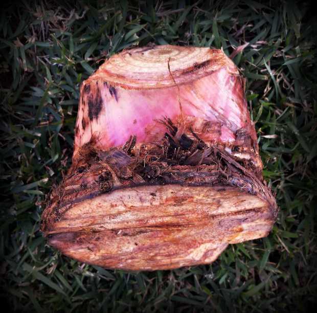 a cooking banana seedling prepared for planting