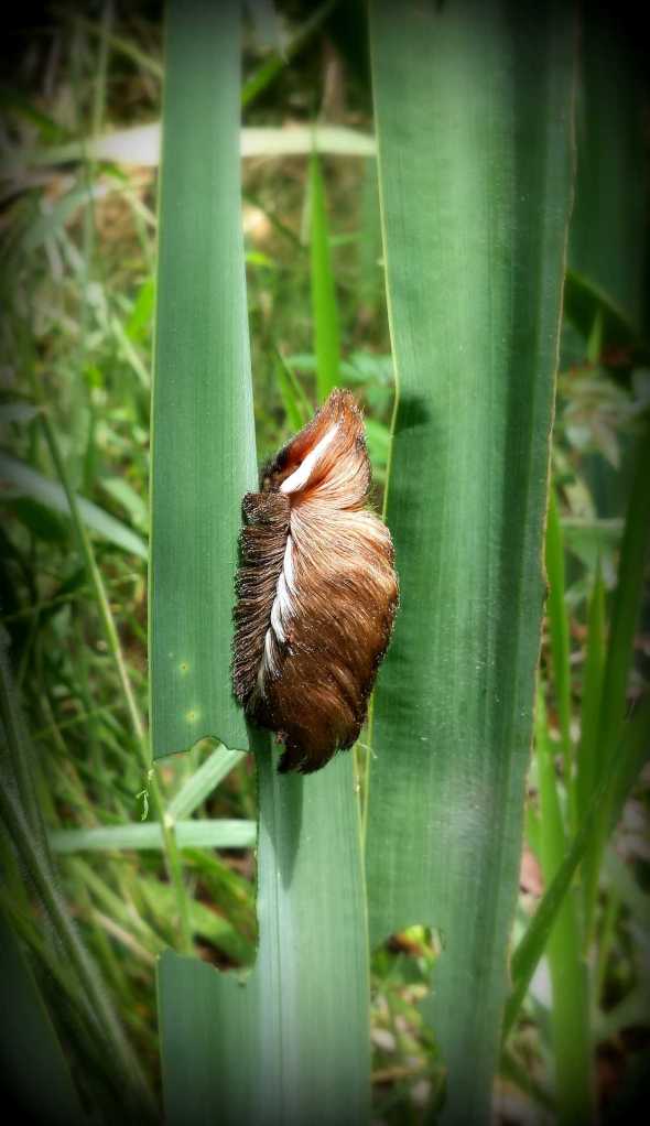 fluffy hairy looking caterpillar eating