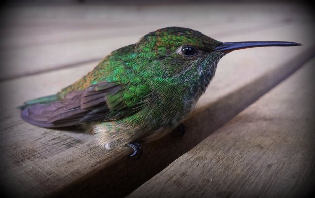 a rare occasion to get this close to a hummingbird, unfortunately it was because it needed to recover from flying against one of our windows