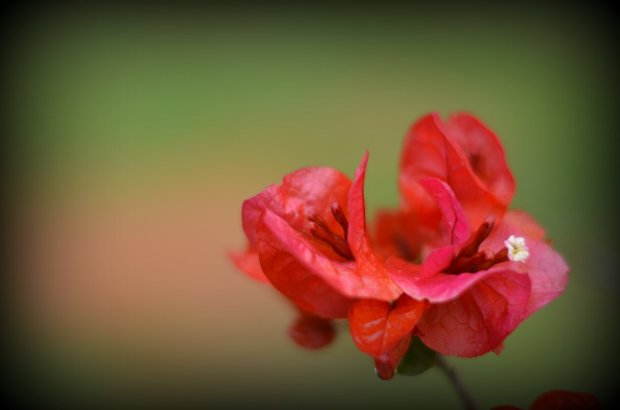 one of the plants that we have here in Abadiania and also back in Capijuma