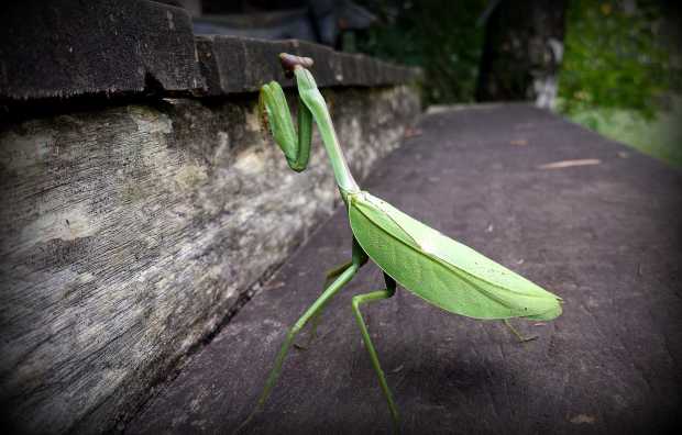 Oversized Praying Mantis