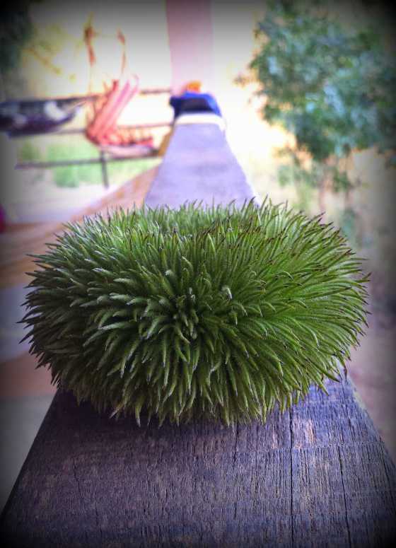 We have a big tree full of these fluffy funny looking scrub like fruit. What type of tree this is from, we don't know. As António suggested it could be used as a showering scrub. Let's see.