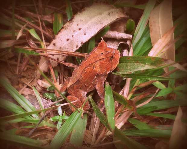 Leaf Like Looking Frog