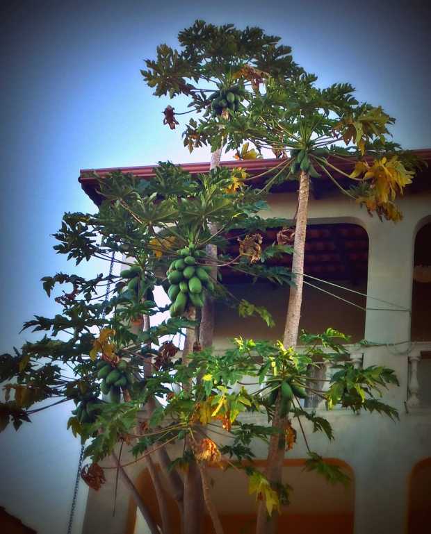 Two papaya plants with a total of eight branches are producing a neverending supply of papayas for us.