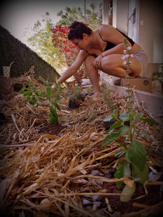 Starting with Basil and Rosemary, Thaís is planting kitchen garden herbs in our recently semi-mulched soil.