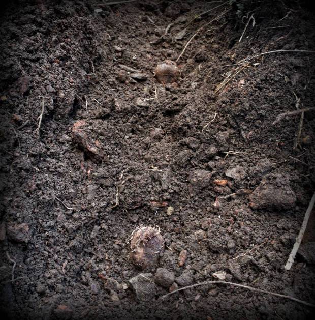 There is surprisingly good soil near one of our houses.  Terra Preta literally means black earth in portuguese and it refers to the fertile agricultural soils that the Indios of South America created over millennia.