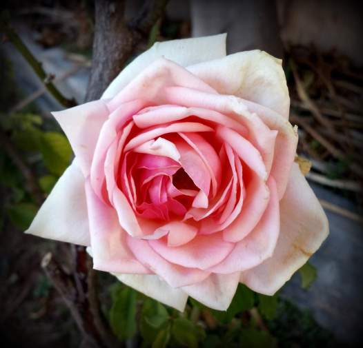 Even though it is the dry season there is no shortage of flowers.