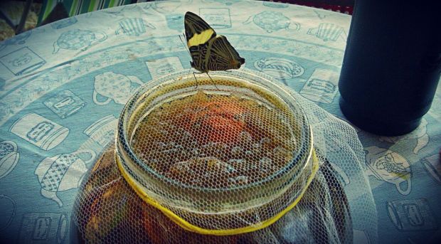 It's not only us who love drinking tibicos, this butterfly put it's proboscis (feeding tube) through the net and into the tibicos. 