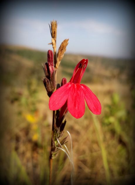 During the dry season many plants blossom here.