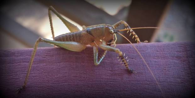The first locusts started arriving. They seem to be fearless and will only move if physically nudged. 