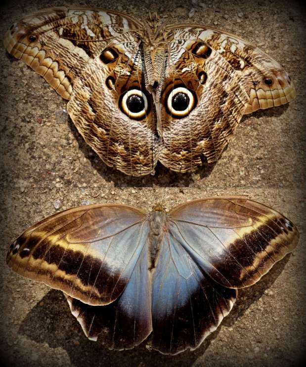 While getting things from our storage room Monica found this dead moth that looks exactly like an owl from the bottom.