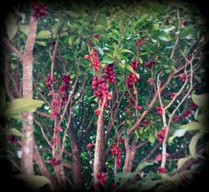 We have our own rose apple / jambo tree that was flowering beautifully but the fruits are still just forming. In town, on the other hand, there are countless more trees. They are full of fruits and nobody seems to care to pick them; I think we will.