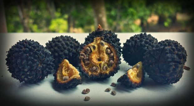 Our friend Ígor found a Mutamba tree / West Indian Elm and these are the fruits. Breaking it apart and chewing on it will release its unique sweet flavor and once the taste dies down the remains are spit out. The seeds also have various medicinal properties. Feel free to read on about it on the mutamba's wiki page.