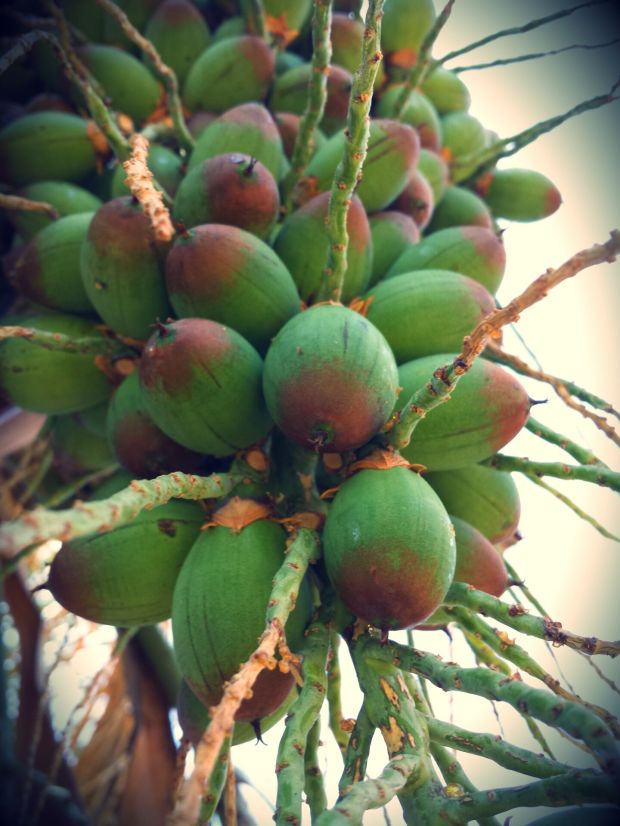 These are the coconuts of the palm tree I climbed the last time. For now we haven't identified them yet. Usually coconuts are edible. We hope the same is true with these. 