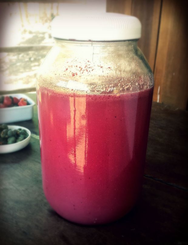 Recipe: 1 part jambo blended, 3 parts water, 1/2 part sugar, & optionally a tea spoon of yeast. Within three days, once most of the sugar is broken down,  you get a refreshing fermented jambo juice. 