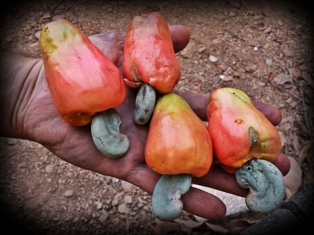 Our regular non-cerrado caju / cashew tree is giving fruits. Compared to the caju / cashew of the Cerrado, the regular caju tree is much bigger and so are their fruits. 