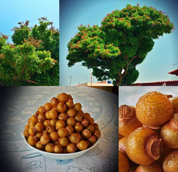 The soapberry tree's fruit are exactly what the name implies, berry shaped soap balls. Their outer shell has the texture of hardened plastic that turns soapy once ribbed with water. We found the tree on one of the side streets of Abadiania. 