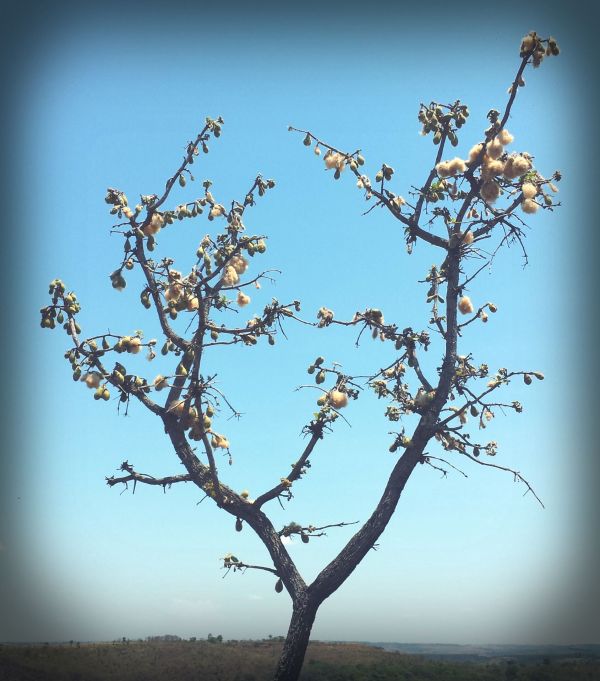 This tree cotton looks and feels just like the cotton we are all used to. Unfortunately this  tree is a little too tall for harvesting.