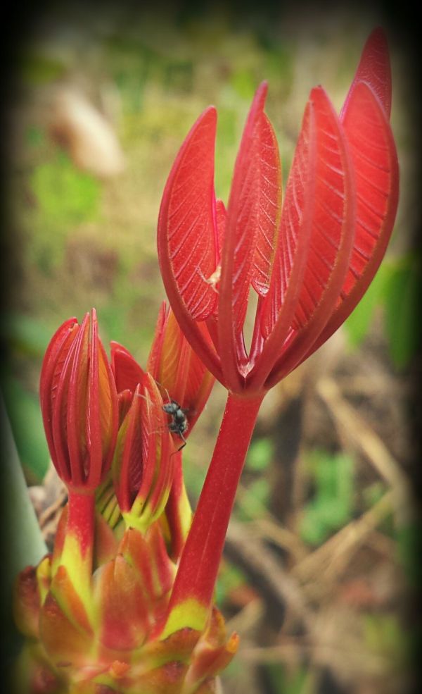Now that the fires have swept through plants are starting to sprout leaves again.